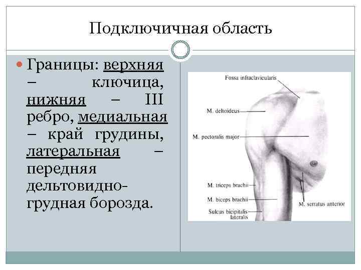 Подключичная область Границы: верхняя – ключица, нижняя – III ребро, медиальная – край грудины,