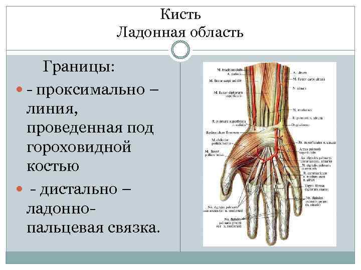 Кисть Ладонная область Границы: - проксимально – линия, проведенная под гороховидной костью - дистально
