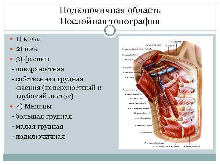 Топография подмышечной области схема