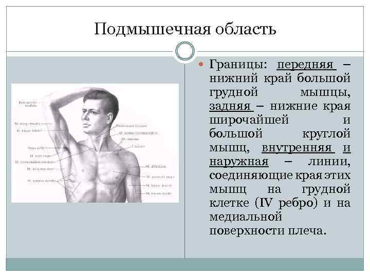 Подмышечная область Границы: передняя – нижний край большой грудной мышцы, задняя – нижние края