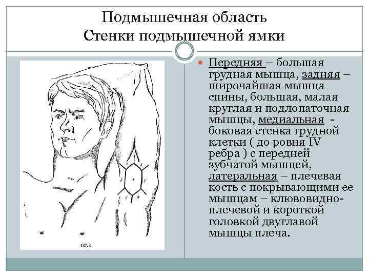 Подмышечная область Стенки подмышечной ямки Передняя – большая грудная мышца, задняя – широчайшая мышца