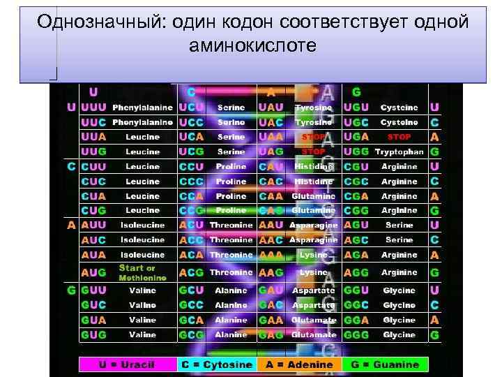 Однозначный: один кодон соответствует одной аминокислоте 