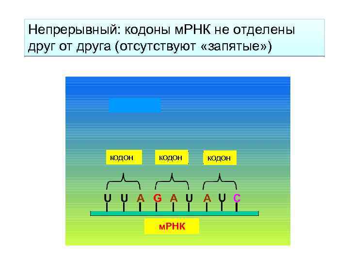 Непрерывный: кодоны м. РНК не отделены друг от друга (отсутствуют «запятые» ) кодон м.