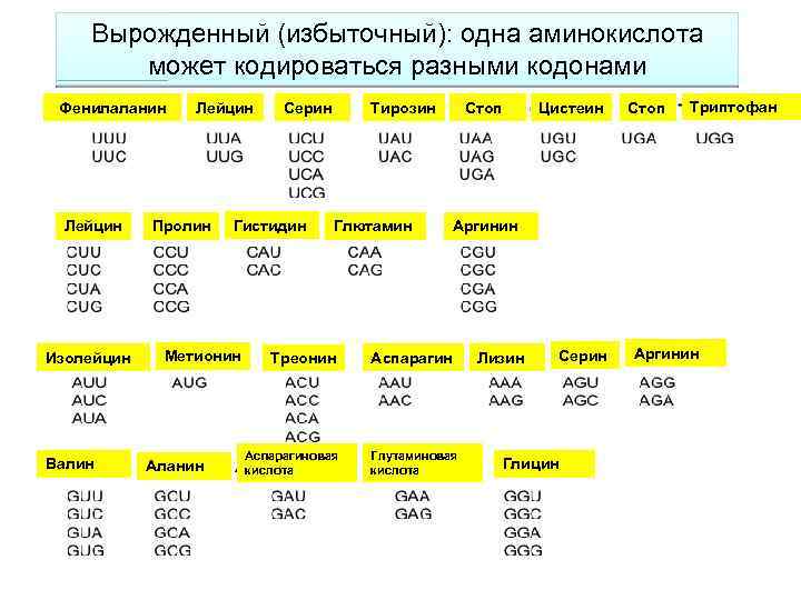 Вырожденный (избыточный): одна аминокислота может кодироваться разными кодонами Фенилаланин Лейцин Изолейцин Валин Лейцин Пролин