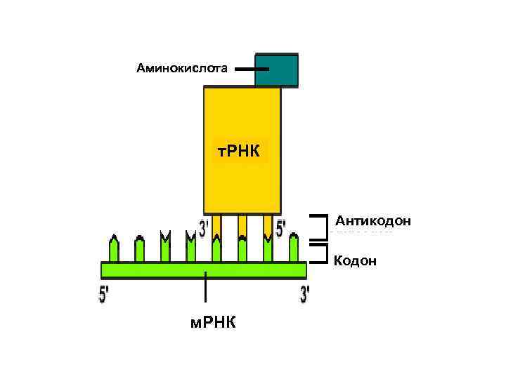 Аминокислота т. РНК Антикодон Кодон м. РНК 