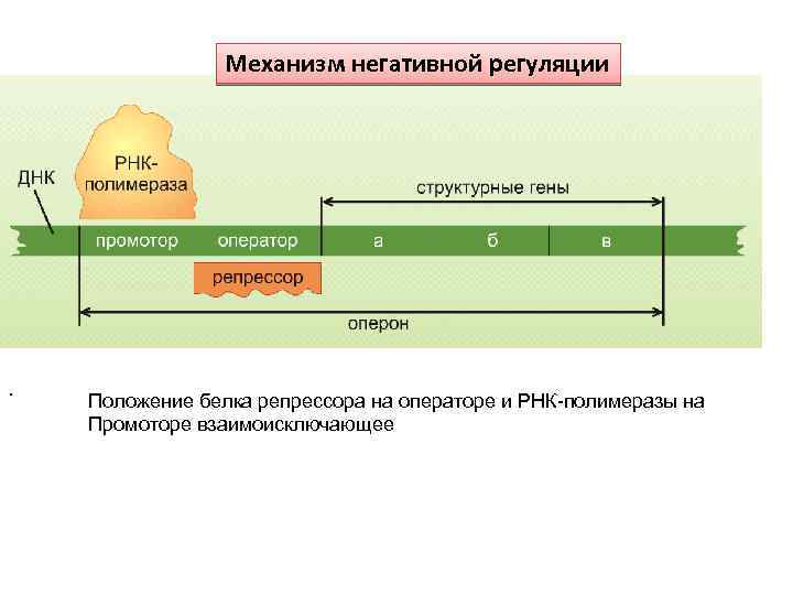 Промотор рнк полимеразы 2. Промотор РНК полимераза. Механизмы негативной регуляции. Промоторы РНК-полимеразы i. Промотор оператор репрессор.