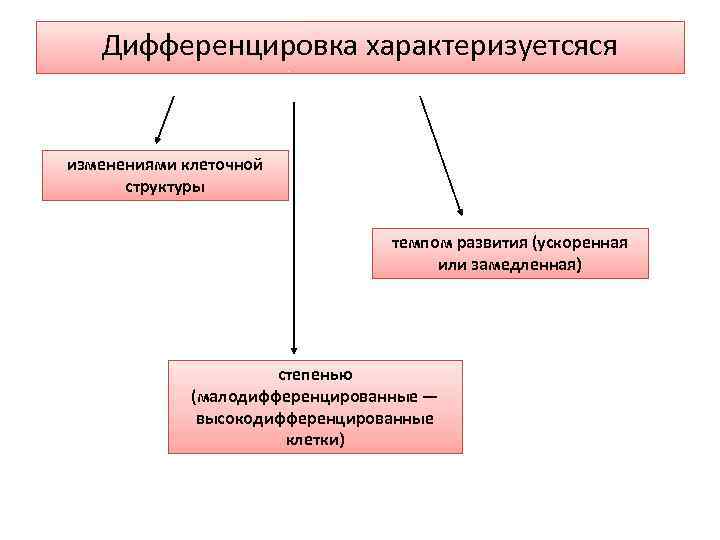 Клеточная дифференциация обусловлена тем что. Дифференцировка клеток. Малодифференцированные клетки. Высокодифференцированные клетки примеры. Дифференциация клеток онтогенез.