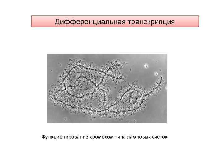Дифференциальная транскрипция Функционирование хромосом типа ламповых счеток 