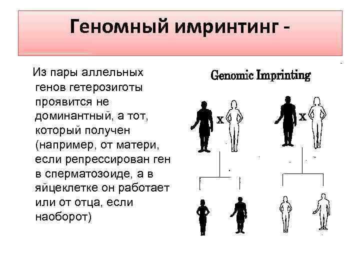 Геномный имринтинг Из пары аллельных генов гетерозиготы проявится не доминантный, а тот, который получен