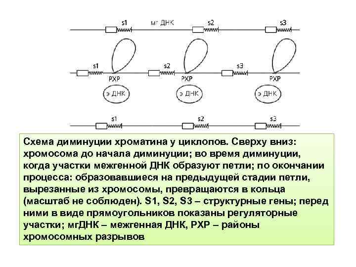 Перестройка генома в онтогенезе презентация 10 класс