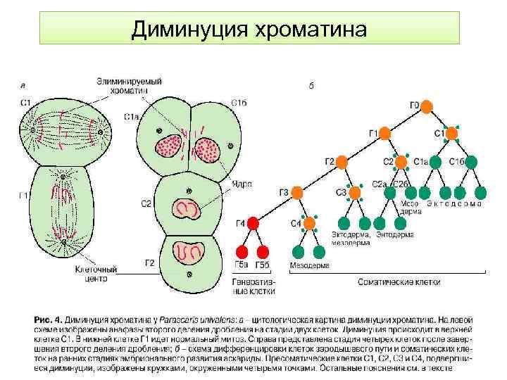 Перестройка генома. Диминуция хроматина. Диминуция хроматина и хромосом. Схема реализации действия генов в онтогенезе. Комплексы ремоделирования хроматина.