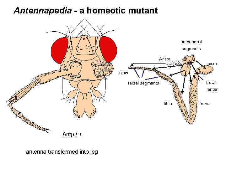 Antennapedia - a homeotic mutant antennenal segments Arista coxa claw troch- tarsal segments anter