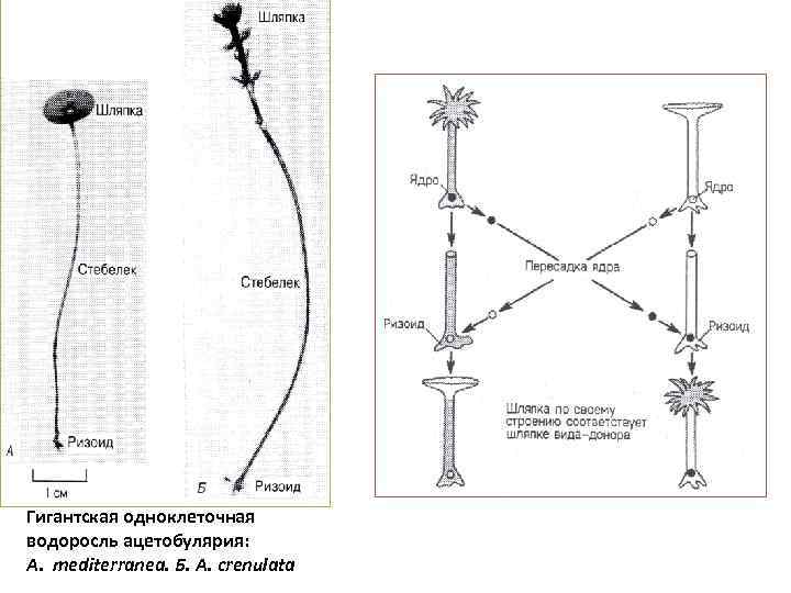 Гигантская одноклеточная водоросль ацетобулярия: А. mediterranea. Б. А. crenulata 