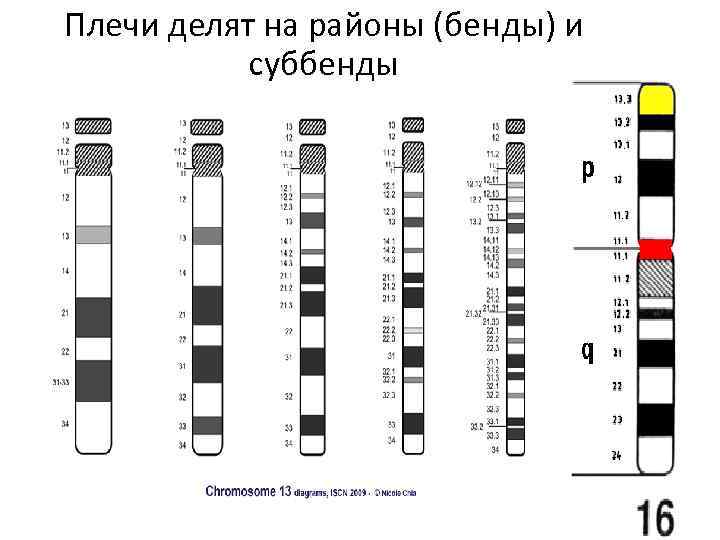 Плечи делят на районы (бенды) и суббенды 