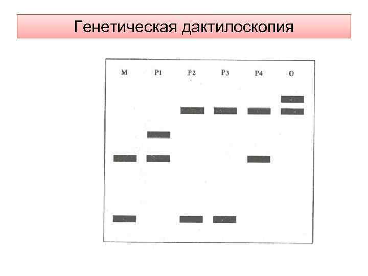 Генетическая дактилоскопия 