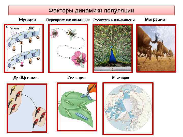 Факторы динамики популяции Мутации УФ-свет Перекрестное опыление Отсутствие панмиксии ДНК Дрейф генов Селекция Изоляция