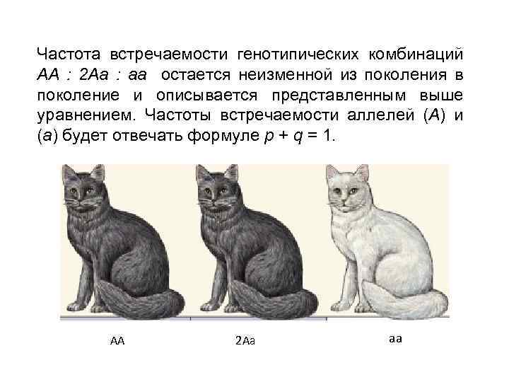 Частота встречаемости генотипических комбинаций АА : 2 Аа : аа остается неизменной из поколения