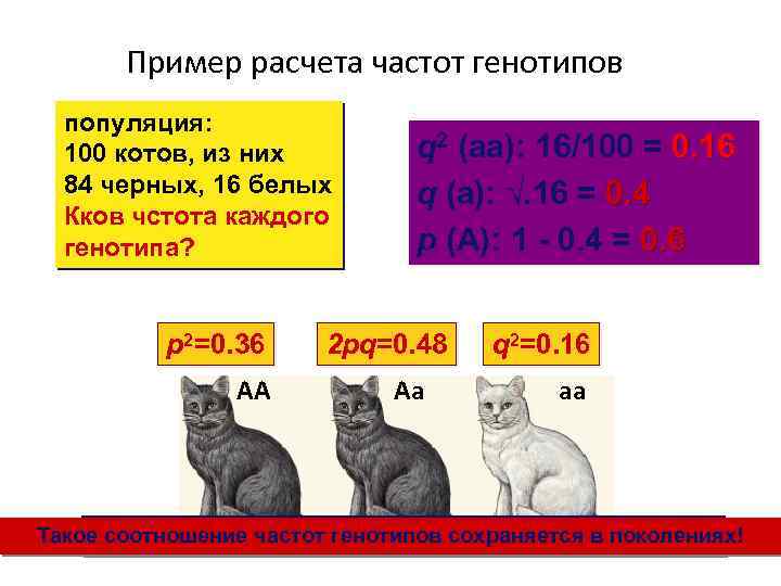 Пример расчета частот генотипов популяция: 100 котов, из них 84 черных, 16 белых Кков