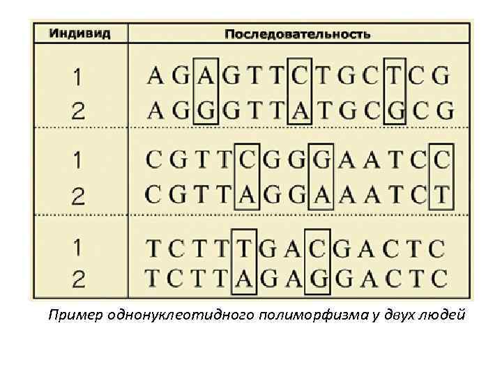 Пример однонуклеотидного полиморфизма у двух людей 
