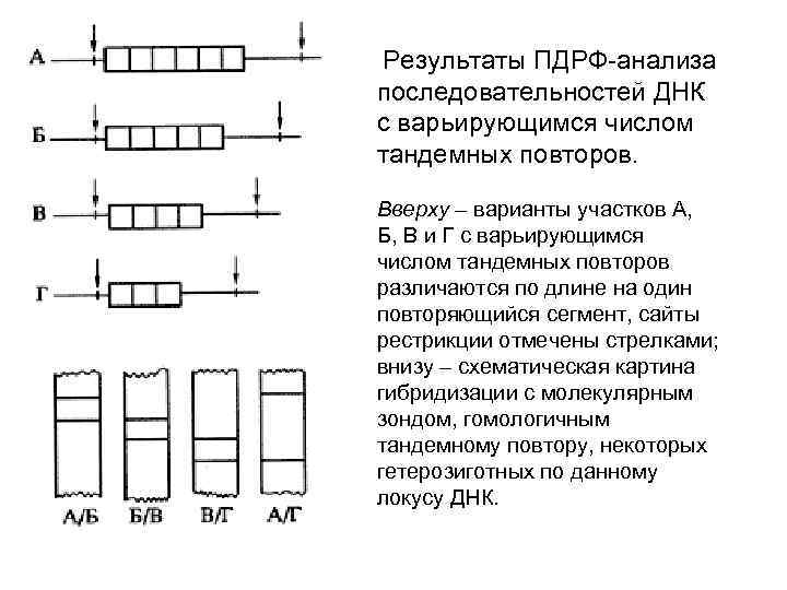  Результаты ПДРФ-анализа последовательностей ДНК с варьирующимся числом тандемных повторов. Вверху – варианты участков