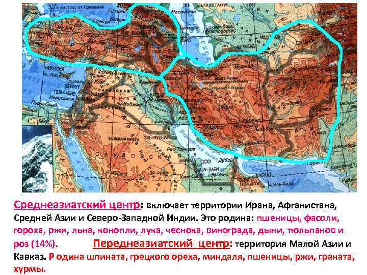 Среднеазиатский центр: включает территории Ирана, Афганистана, Средней Азии и Северо-Западной Индии. Это родина: пшеницы,