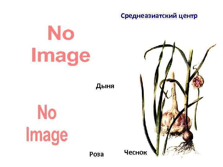 Среднеазиатский центр Дыня Роза Чеснок 