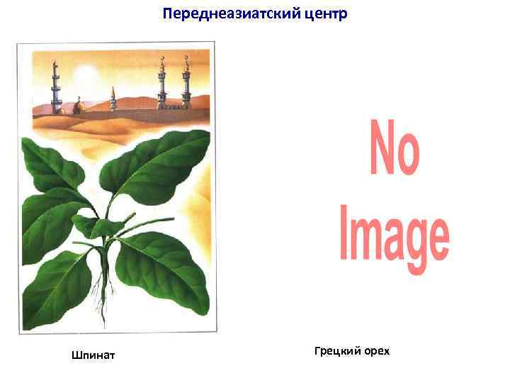 Переднеазиатский центр Шпинат Грецкий орех 