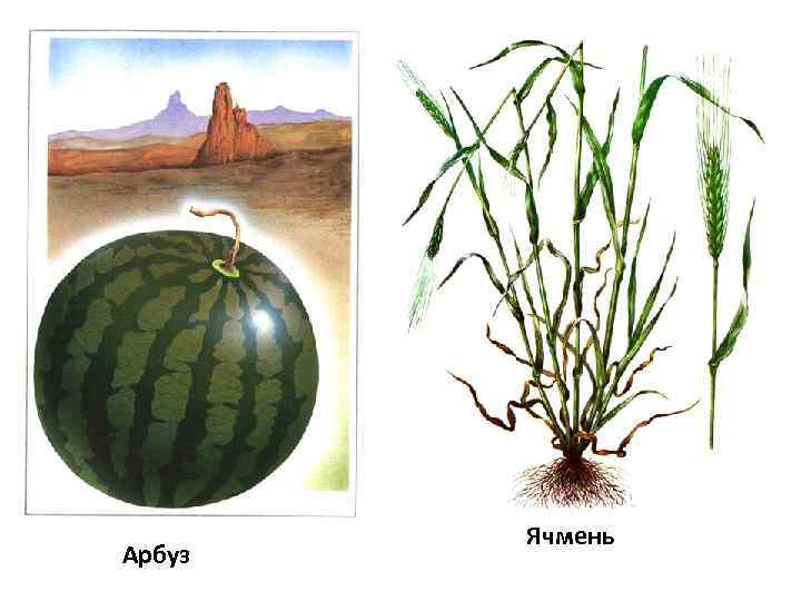 Арбуз Ячмень 