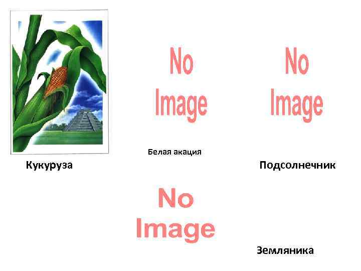 Белая акация Кукуруза Подсолнечник Земляника 