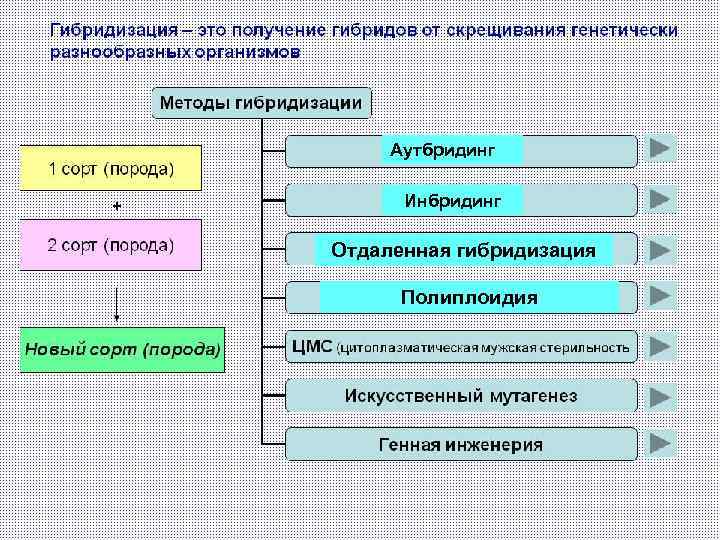 Аутбридинг Инбридинг Отдаленная гибридизация Полиплоидия 