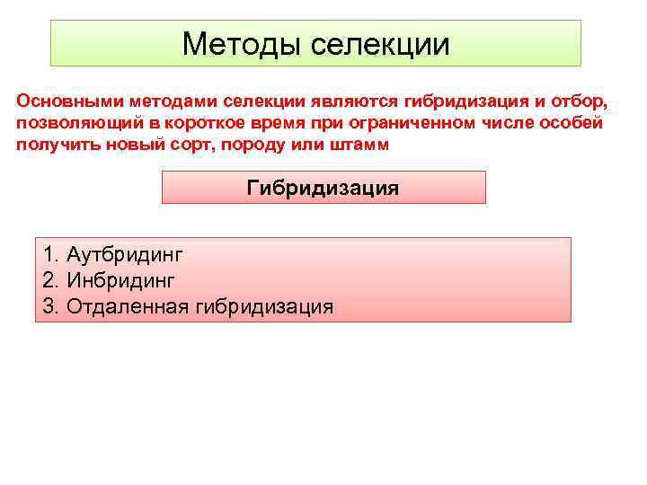 Методы селекции Основными методами селекции являются гибридизация и отбор, позволяющий в короткое время при