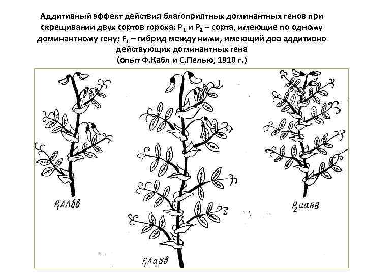 Аддитивный эффект действия благоприятных доминантных генов при скрещивании двух сортов гороха: Р 1 и