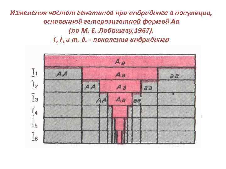 Изменения частот генотипов при инбридинге в популяции, основанной гетерозиготной формой Аа (по М. Е.