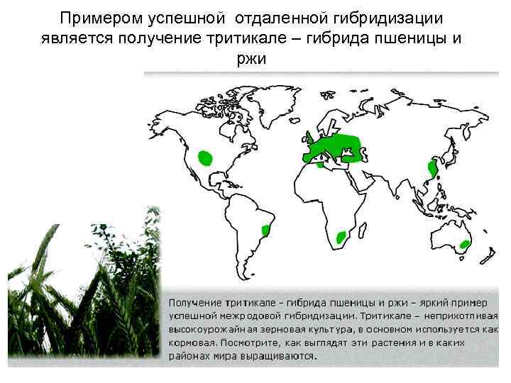 Примером успешной отдаленной гибридизации является получение тритикале – гибрида пшеницы и ржи 