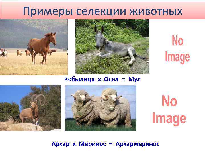 Примеры селекции животных Кобылица х Осел = Мул Архар х Меринос = Архармеринос 