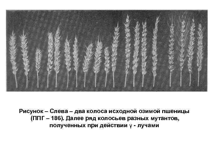 Рисунок – Слева – два колоса исходной озимой пшеницы (ППГ – 186). Далее ряд