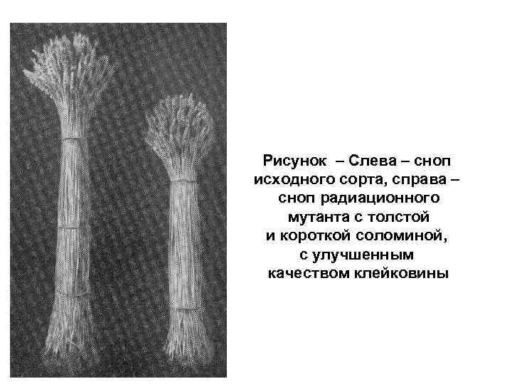 Рисунок – Слева – сноп исходного сорта, справа – сноп радиационного мутанта с толстой