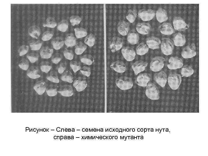 Рисунок – Слева – семена исходного сорта нута, справа – химического мутанта 