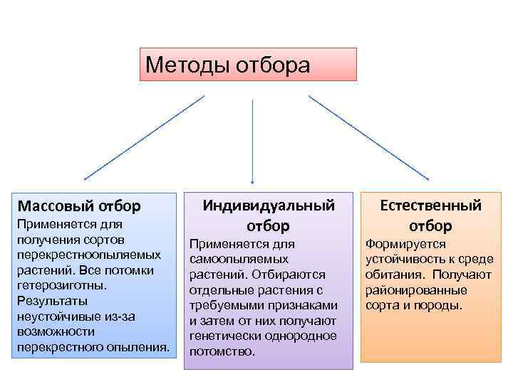 Индивидуальные методы селекции. Массовый отбор метод селекции. Массовый отбор индивидуальный отбор таблица.