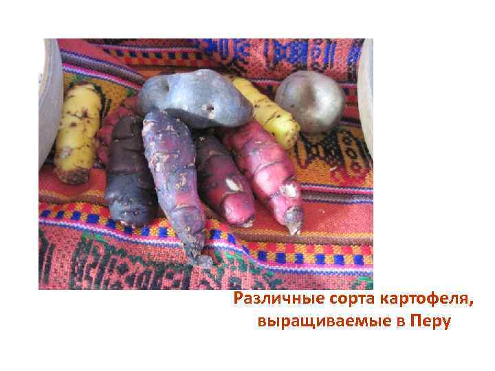 Различные сорта картофеля, выращиваемые в Перу 