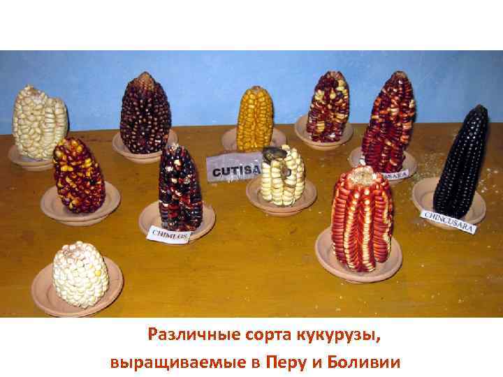 Различные сорта кукурузы, выращиваемые в Перу и Боливии 