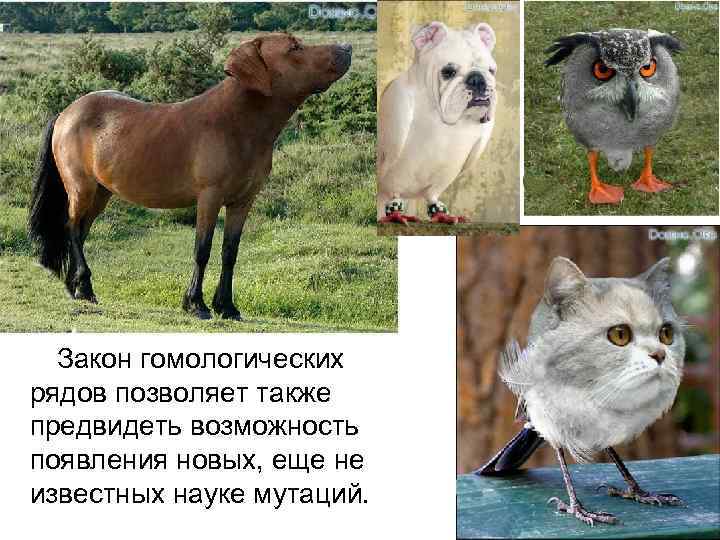 Закон гомологических рядов позволяет также предвидеть возможность появления новых, еще не известных науке мутаций.