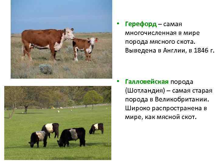  • Герефорд – самая многочисленная в мире порода мясного скота. Выведена в Англии,