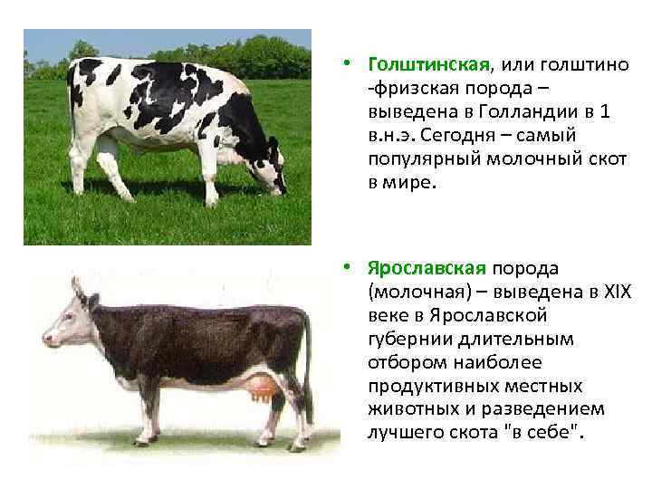  • Голштинская, или голштино -фризская порода – выведена в Голландии в 1 в.