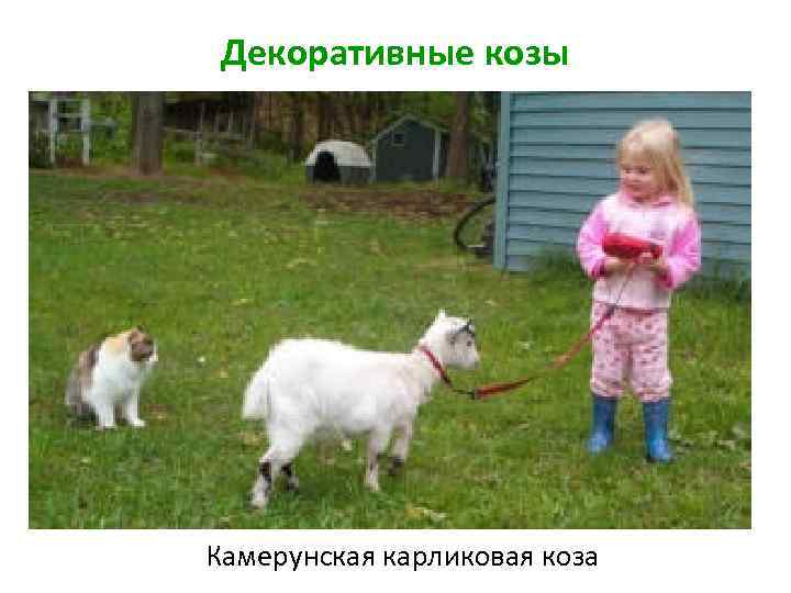 Декоративные козы Камерунская карликовая коза 