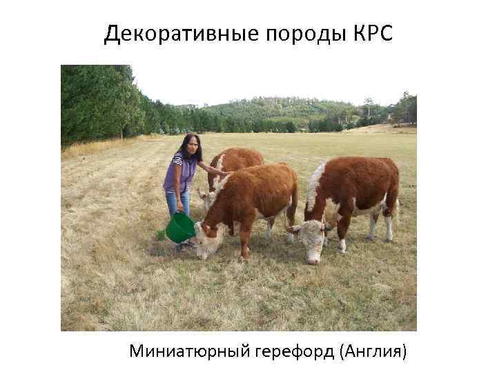 Декоративные породы КРС Миниатюрный герефорд (Англия) 