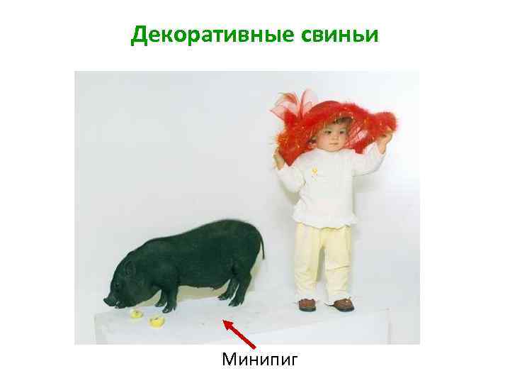 Декоративные свиньи Минипиг 
