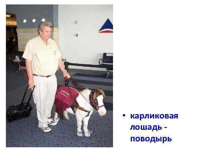  • карликовая лошадь поводырь 
