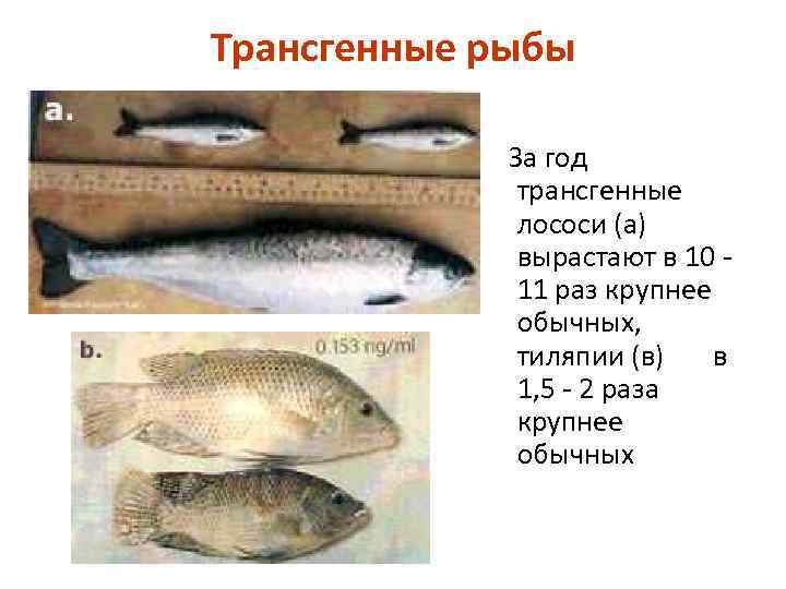 Трансгенные рыбы За год трансгенные лососи (а) вырастают в 10 11 раз крупнее обычных,