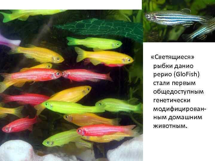  «Светящиеся» рыбки данио рерио (Glo. Fish) стали первым общедоступным генетически модифицированным домашним животным.